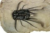 Crazy, Spiny Dicranurus Trilobite - Atchana, Morocco #344462-1